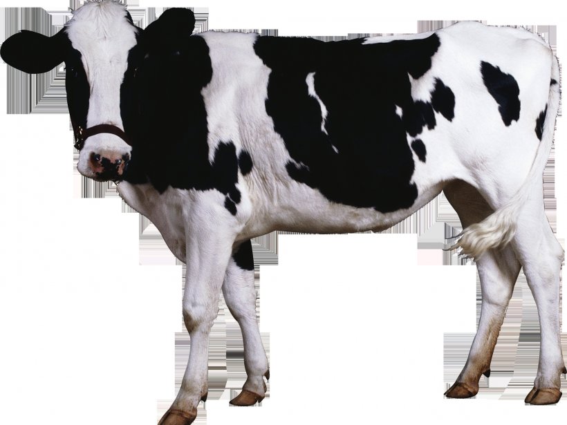 Holstein Friesian Cattle Brown Swiss Cattle Milk Betsy The Cow, PNG, 2000x1500px, Holstein Friesian Cattle, Animal, Betsy The Cow, Bovinae, Brown Swiss Cattle Download Free