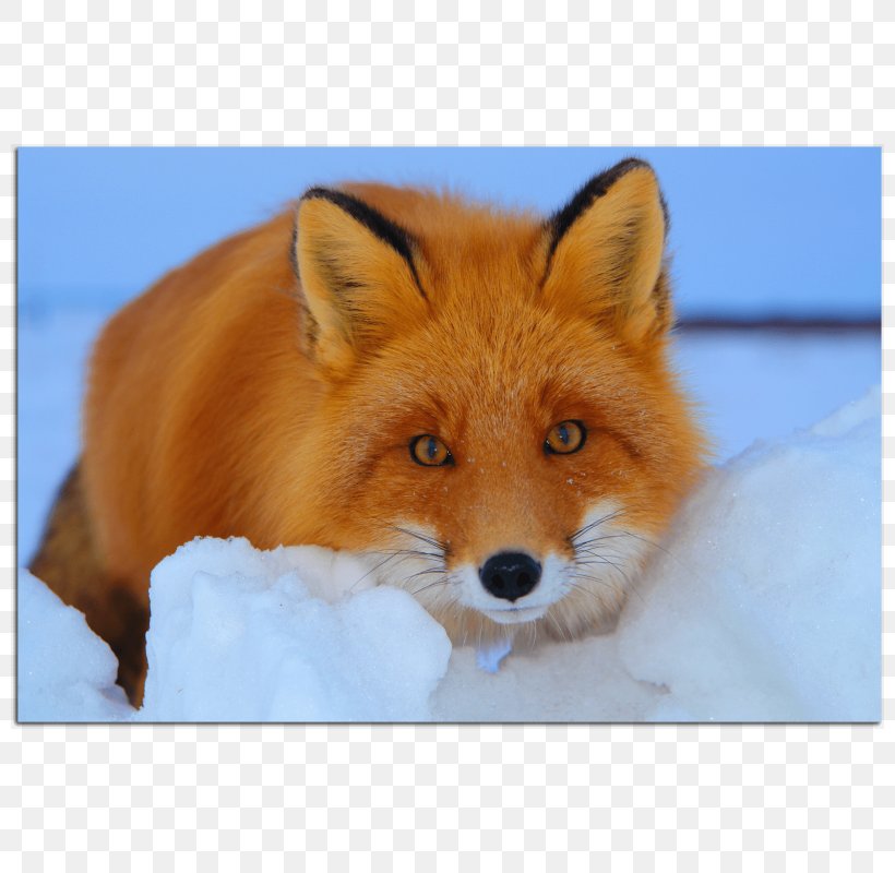 Red Fox Fur Dog Fennec Fox, PNG, 800x800px, Red Fox, Animal, Carnivoran, Daytime, Dog Download Free