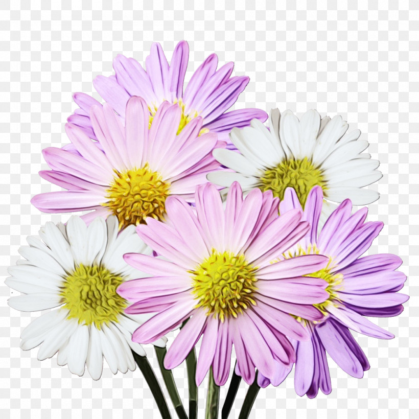 Lavender, PNG, 1000x1000px, Watercolor, Annual Plant, Argyranthemum, Biology, Chrysanthemum Download Free