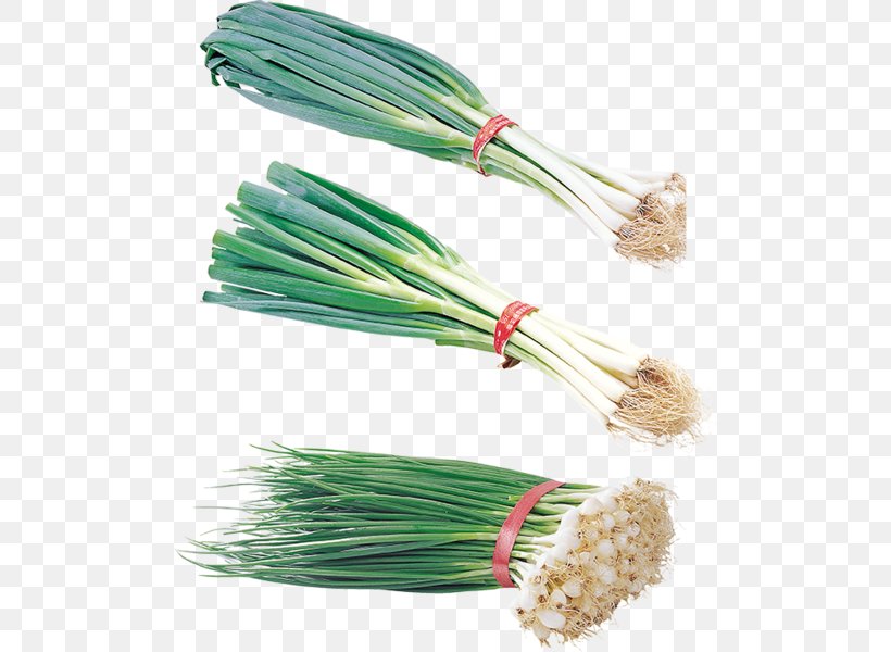 Allium Fistulosum Onion Garlic Clip Art, PNG, 500x600px, Allium Fistulosum, Garlic, Ingredient, Megabyte, Onion Download Free