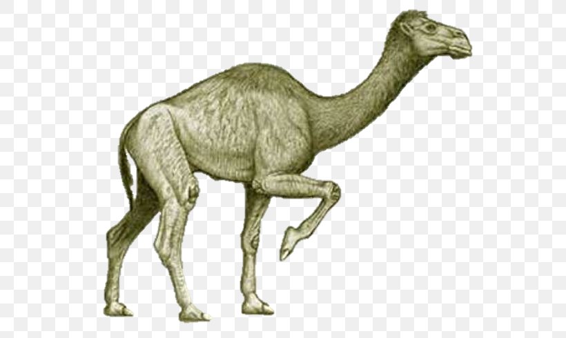 Bactrian Camel Camelops Extinction Pliocene Titanotylopus, PNG, 560x490px, Bactrian Camel, Animal Figure, Arabian Camel, Camel, Camel Like Mammal Download Free