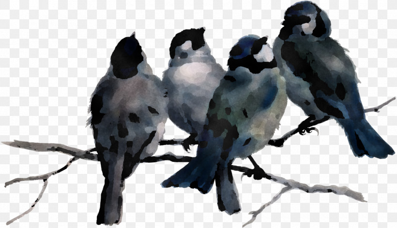 Bird Beak Jay Perching Bird Songbird, PNG, 1800x1037px, Bird, Beak, Branch, Crowlike Bird, Jay Download Free