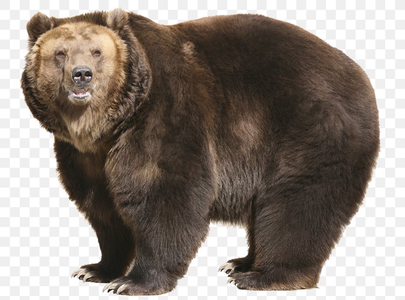 Grizzly Bear T-shirt Sleeve Stock Photography, PNG, 777x608px, Bear, Alaska Peninsula Brown Bear, Bag, Brown Bear, Carnivoran Download Free