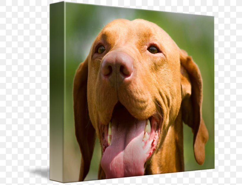 Wirehaired Vizsla Redbone Coonhound Rhodesian Ridgeback Dog Breed, PNG, 650x625px, Vizsla, Animal, Black And Tan Coonhound, Breed, Carnivoran Download Free
