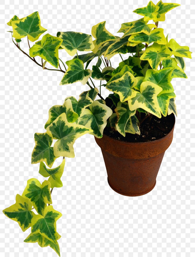 Common Ivy Houseplant Common Fig Devil's Ivy, PNG, 799x1080px, Common Ivy, Common Fig, Fern, Fig Trees, Flowerpot Download Free