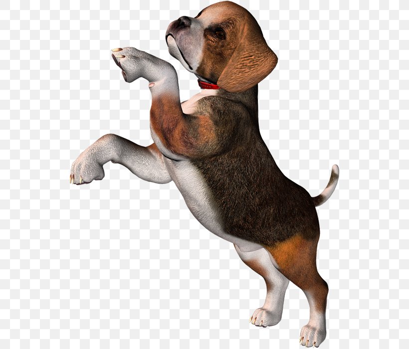 Pocket Beagle Puppy Clip Art, PNG, 544x700px, Beagle, American Kennel Club, Carnivoran, Companion Dog, Dog Download Free