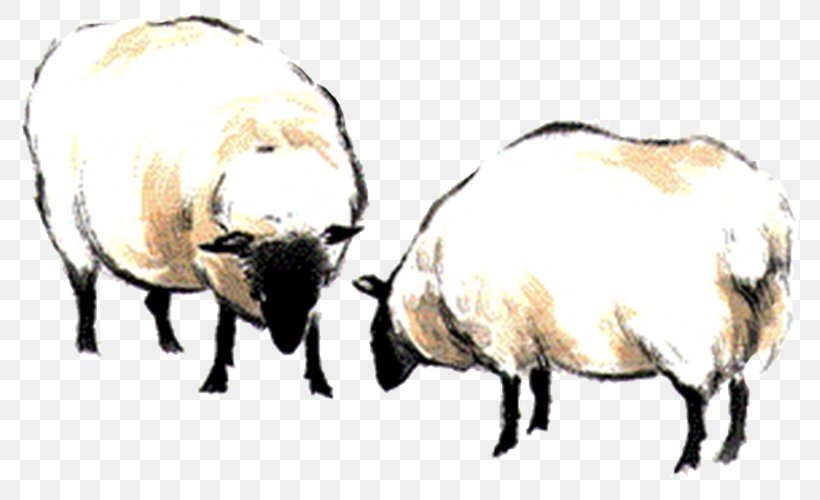 Sheep Black And White Computer File, PNG, 793x500px, Sheep, Black, Black And White, Cattle Like Mammal, Cow Goat Family Download Free