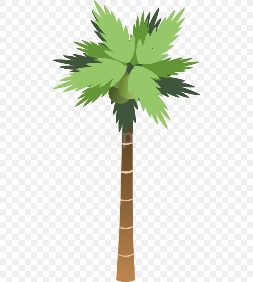 Coconut Tree Drawing, PNG, 480x916px, Palm Trees, Arecales, Borassus Flabellifer, Cartoon, Coconut Download Free
