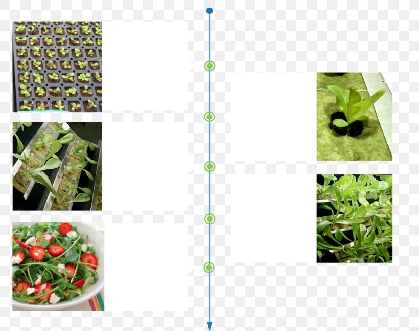 Fertilisers Organic Food System Crop Light, PNG, 981x775px, Fertilisers, Berogailu, Cold, Crop, Flora Download Free