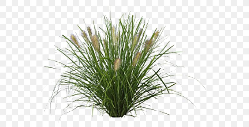 Fountaingrasses Lawn Vetiver Sweet Grass Plants, PNG, 598x420px, Fountaingrasses, Chrysopogon, Chrysopogon Zizanioides, Erosion Control, Garden Download Free