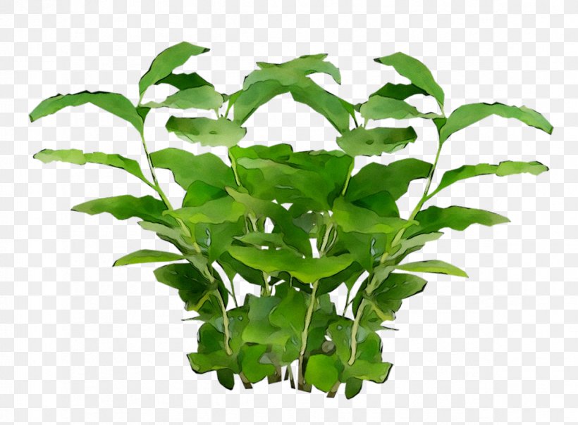 Clip Art Plants Common Ivy Vine, PNG, 1186x874px, Plants, Aquarium Decor, Bougainvillea, Common Ivy, Flower Download Free