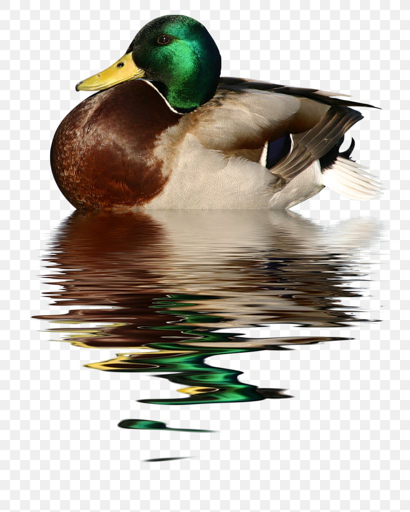 Duck Goose Bird Mallard Trumpeter Swan, PNG, 793x1024px, Duck, Anseriformes, Beak, Bird, Canada Goose Download Free