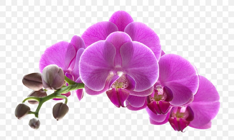 Orchids Flower Purple, PNG, 962x579px, Orchids, Dendrobium, Flora, Floral Design, Flower Download Free