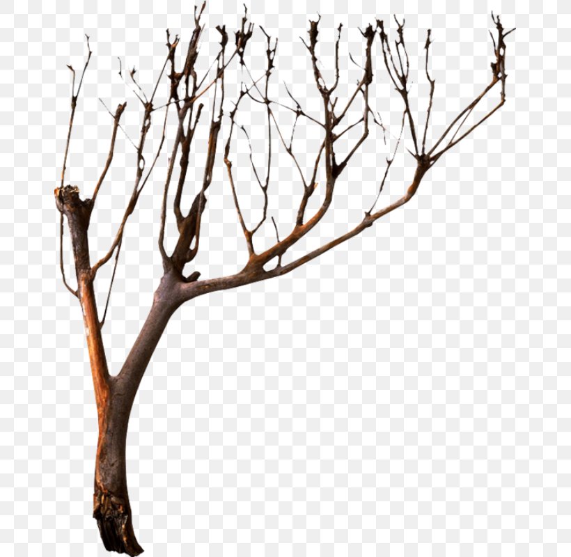 Tree Branch Clip Art, PNG, 663x800px, Tree, Albom, Black And White, Branch, Conifers Download Free