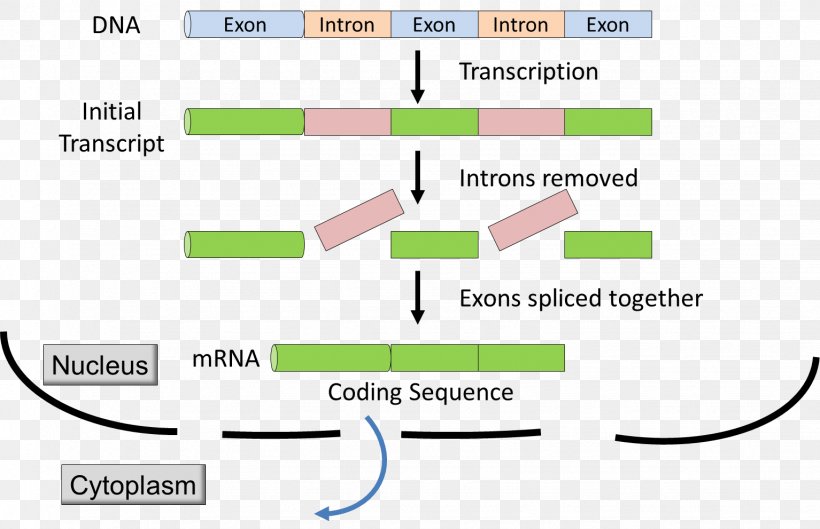 Intron Exon RNA Splicing Messenger RNA Primary Transcript, PNG, 1534x991px, Intron, Area, Brand, Cell Nucleus, Diagram Download Free