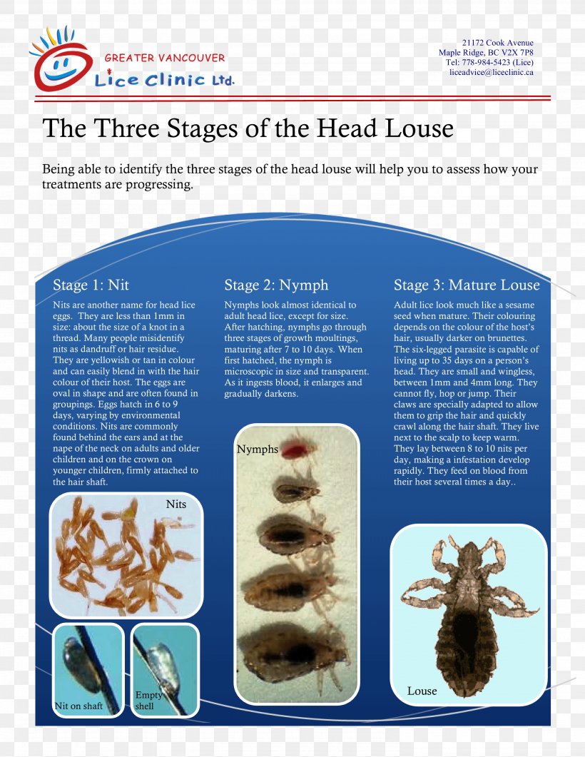 Louse Greater Vancouver Lice Clinic Comb Organism, PNG, 2975x3850px, Louse, Brochure, Comb, Greater Vancouver, Organism Download Free
