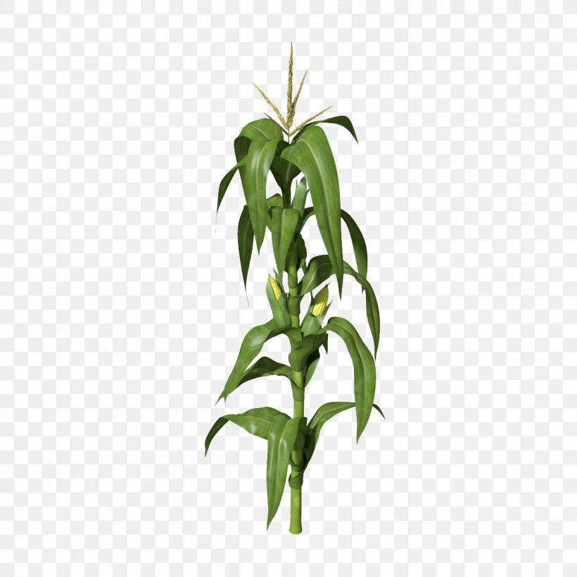 Maize 3D Computer Graphics Stock Photography Clip Art, PNG, 1200x1200px, 3d Computer Graphics, 3d Modeling, Maize, Branch, Drawing Download Free