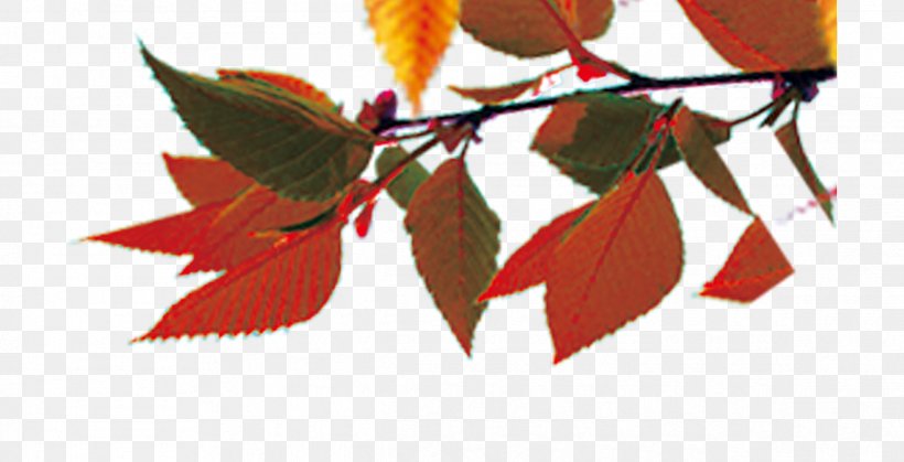 Maple Leaf Autumn Leaf Color, PNG, 2386x1221px, Leaf, Autumn, Autumn Leaf Color, Branch, Fruit Download Free