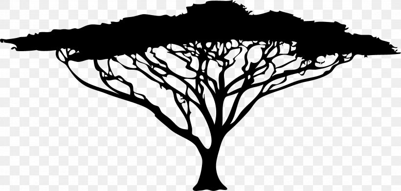 African Trees Wattles Clip Art, PNG, 4726x2260px, African Trees, Acacia, Black, Black And White, Branch Download Free