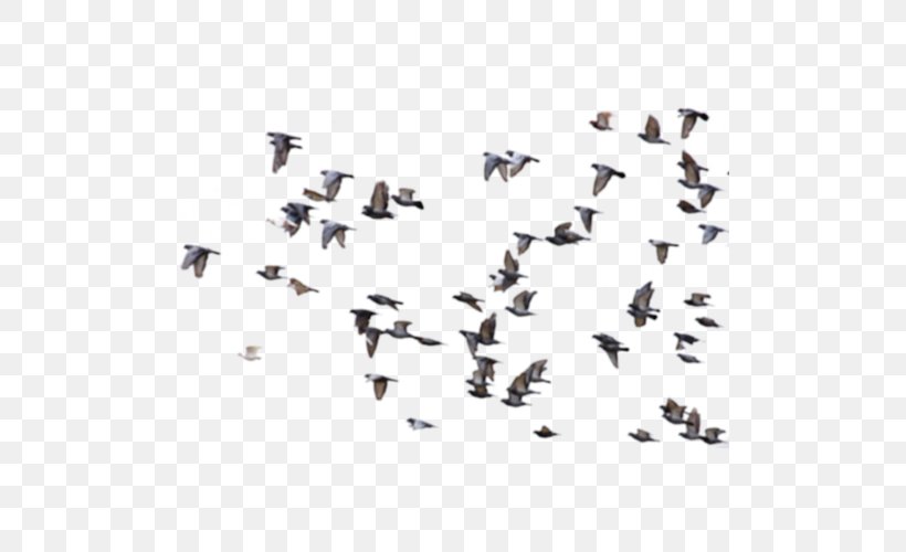 Bird Rock Dove Columbidae Flight Avialae, PNG, 500x500px, Bird, Animal Migration, Avialae, Bird Migration, Columbidae Download Free