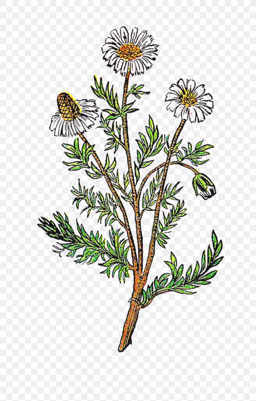 Herbal Tea Chamomile Herbal Tea Clip Art, PNG, 886x1388px, Tea, Aster, Botanical Illustration, Branch, Chamomile Download Free