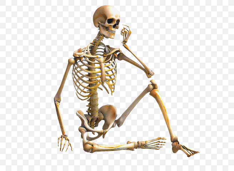 Human Body Skeleton Appendicular Skeleton Axial Skeleton Joint, PNG, 600x600px, Human Body, Anatomical Model, Appendicular Skeleton, Axial Skeleton, Bone Tissue Download Free