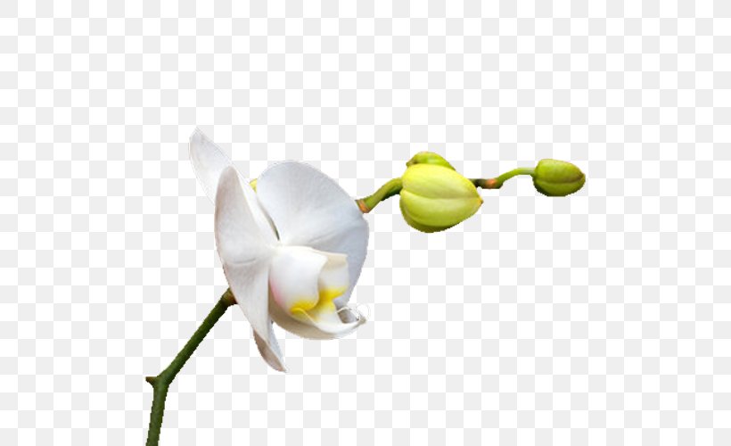 Orchids Download Icon, PNG, 500x500px, Orchids, Branch, Cut Flowers, Flora, Flower Download Free