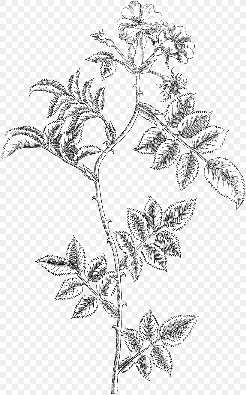Twig Leaf Plant Stem Line Art Sketch, PNG, 1493x2400px, Twig, Artwork, Black And White, Branch, Drawing Download Free