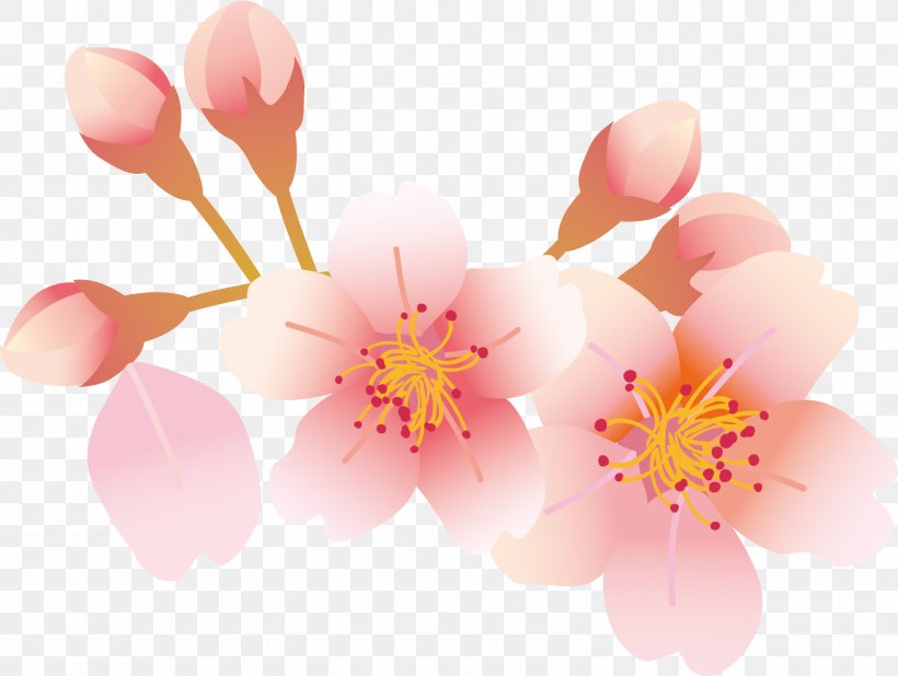 Cherry Blossom Petal, PNG, 1602x1209px, Cherry Blossom, Blossom, Branch, Cerasus, Floral Design Download Free