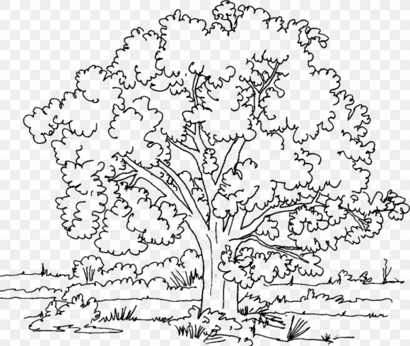 Coloring Book Tree Adult Ulmus Americana Child, PNG, 990x837px, Coloring Book, Adult, Area, Art, Ausmalbild Download Free