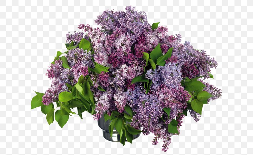 Lilac Clip Art, PNG, 650x502px, Lilac, Cut Flowers, Digital Image, Flower, Flower Bouquet Download Free