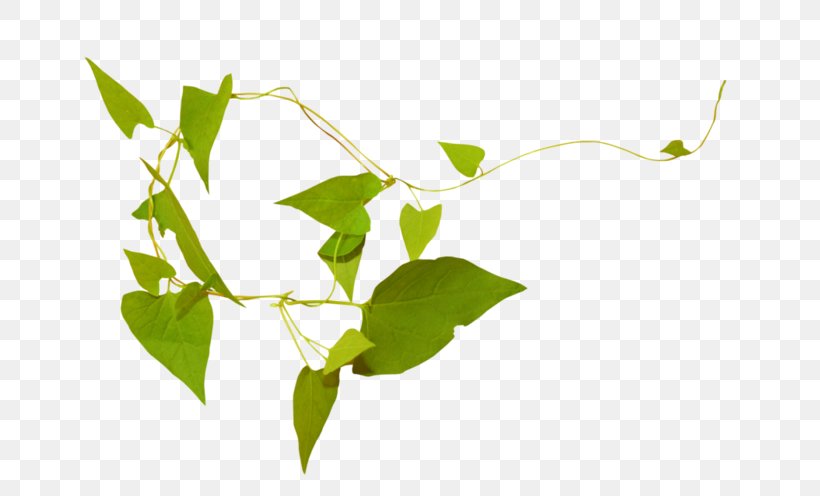 Vector Graphics Image JPEG, PNG, 700x496px, Photography, Branch, Drawing, Flower, Grass Download Free