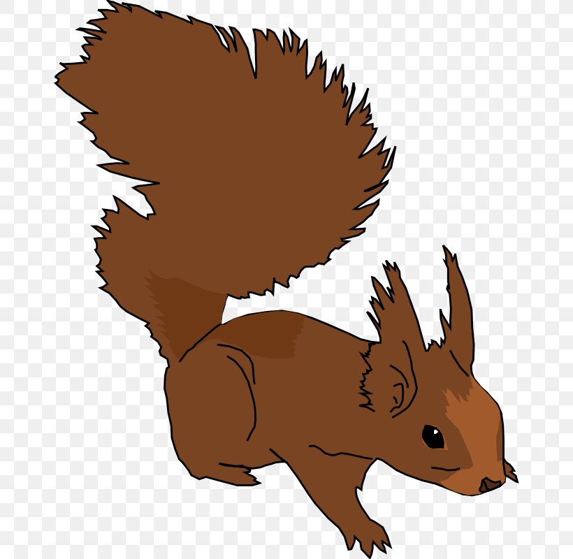 Squirrel Free Content Clip Art, PNG, 800x800px, Squirrel, Carnivoran, Dog Like Mammal, Eastern Gray Squirrel, Fauna Download Free