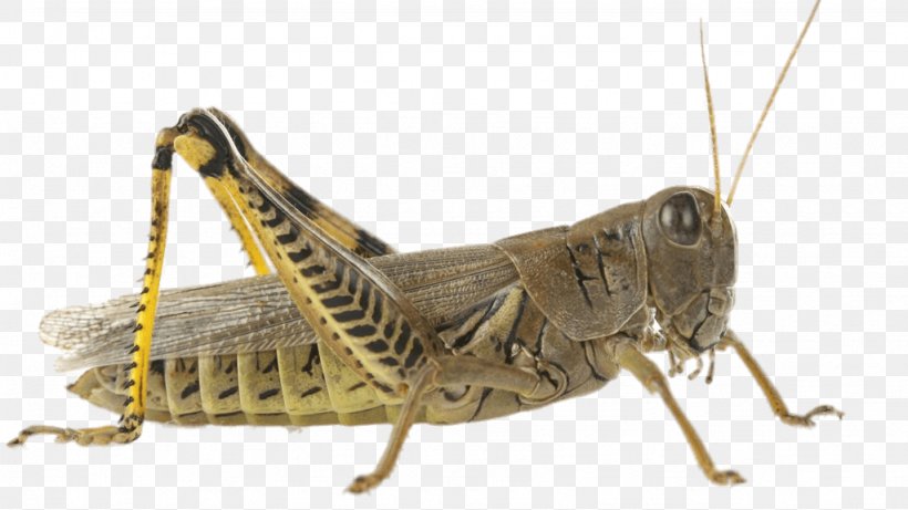 Violet-winged Grasshopper Insect Cricket Locust, PNG, 1024x576px, Grasshopper, Animal, Arthropod, Bush Crickets, Cricket Download Free