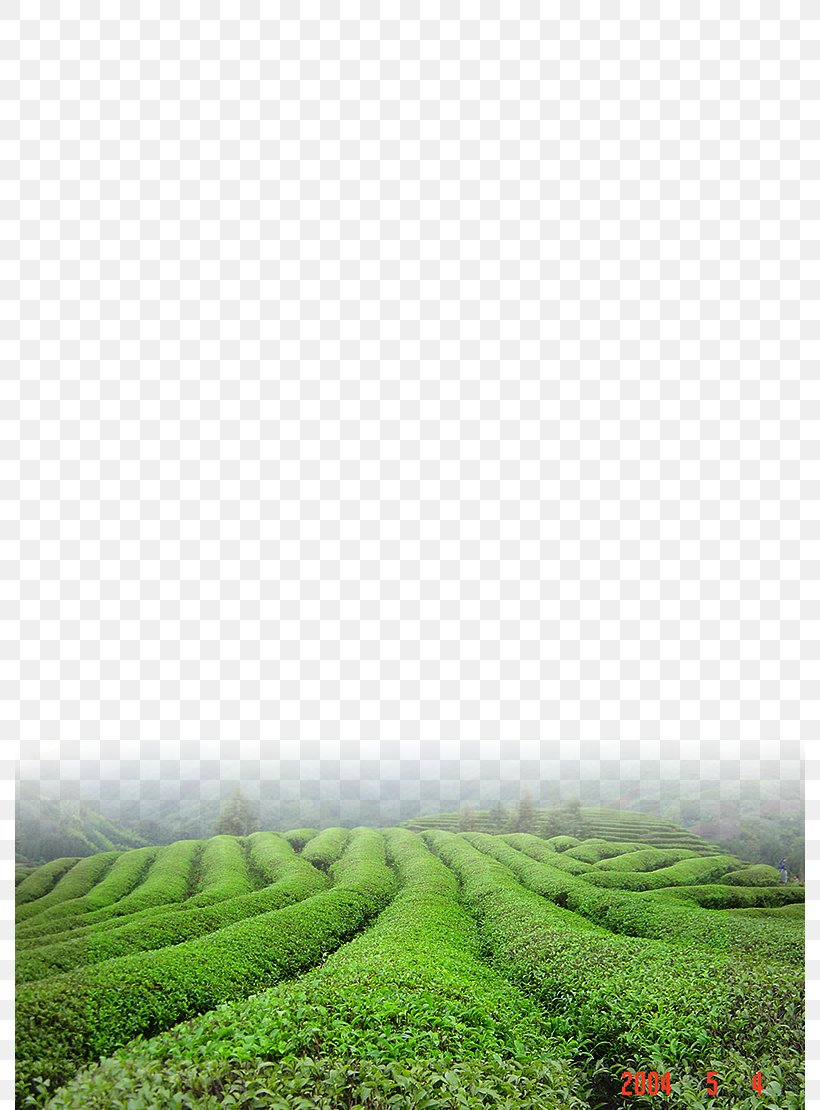 Green Tea Download, PNG, 790x1110px, Tea, Agriculture, Chawan, Field, Grass Download Free