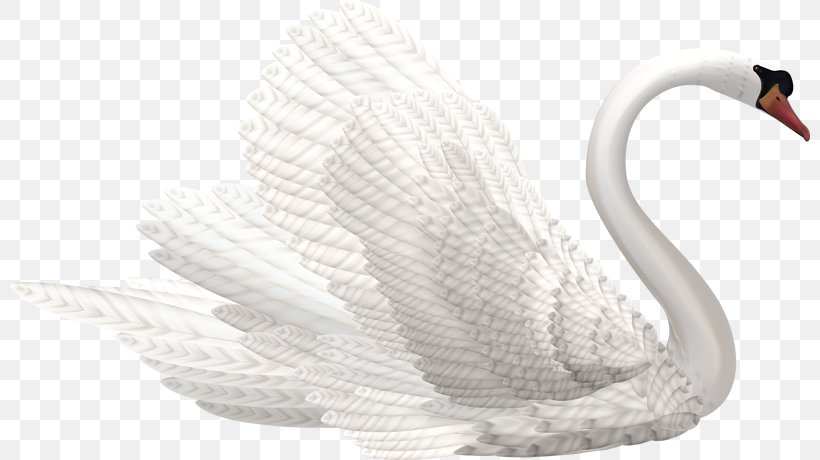 Mute Swan Black Swan Clip Art, PNG, 800x460px, Mute Swan, Beak, Bird, Black Swan, Cygnini Download Free