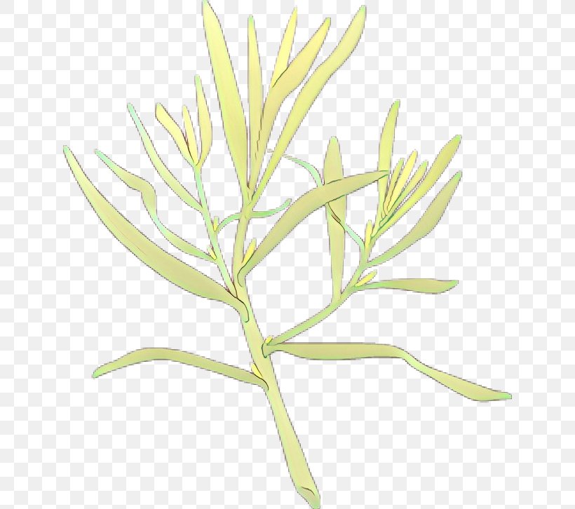 Twig Plant Stem Leaf Commodity Flower, PNG, 640x726px, Twig, Botany, Commodity, Flower, Flowering Plant Download Free