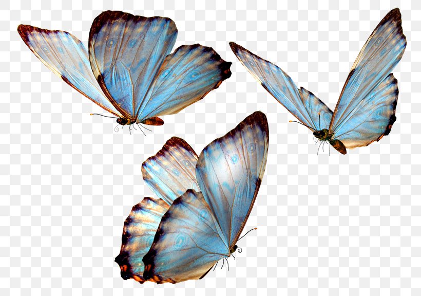 Butterfly Desktop Wallpaper Clip Art, PNG, 780x576px, Butterfly, Arthropod, Brush Footed Butterfly, Butterflies And Moths, Caterpillar Download Free