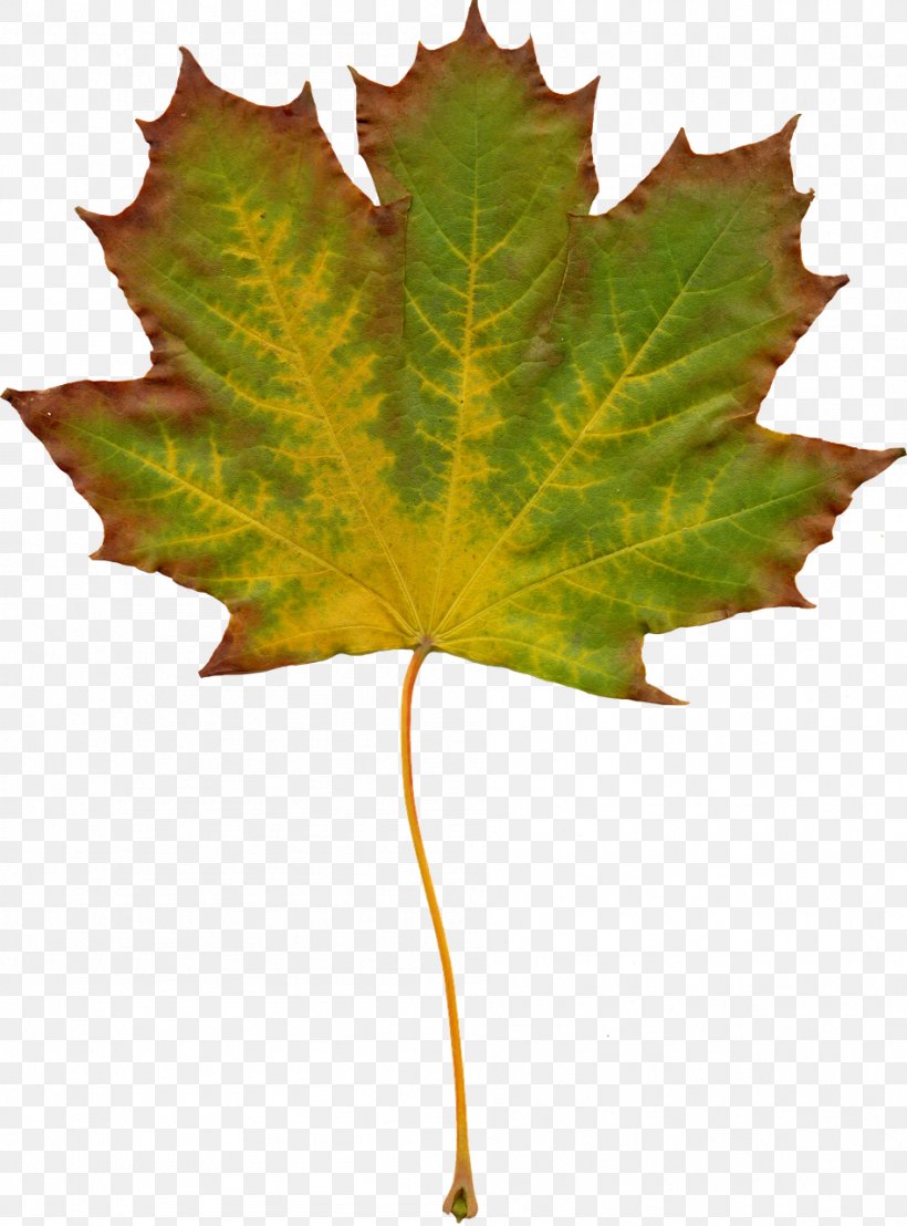 Desktop Wallpaper Nature Clip Art, PNG, 947x1280px, Nature, Leaf, Maple Leaf, Plane Tree Family, Plant Download Free
