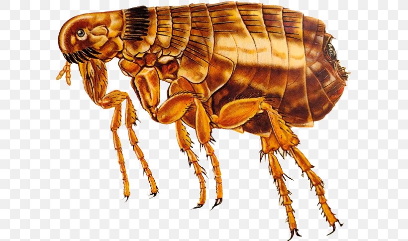 Insect Echidnophaga Gallinacea Flea Pest Control Dog, PNG, 600x484px, Insect, Arthropod, Dog, Dog Flea, Echidnophaga Gallinacea Download Free
