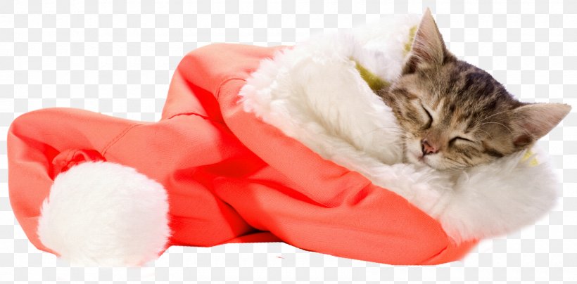 Kitten Cat Santa Claus Pet Sitting Christmas, PNG, 1600x789px, Kitten, Black Cat, Cat, Cat Like Mammal, Cats Dogs Download Free