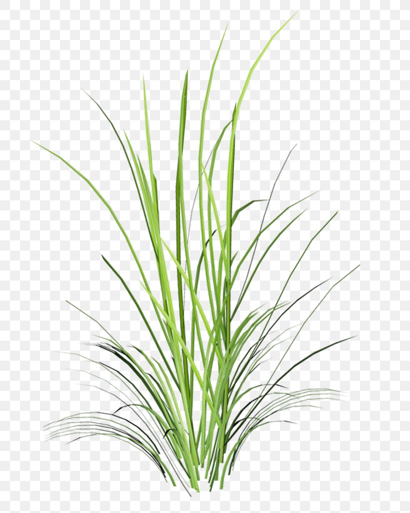 Landscape Clip Art, PNG, 798x1024px, Landscape, Aquarium Decor, Chrysopogon Zizanioides, Grass, Grass Family Download Free