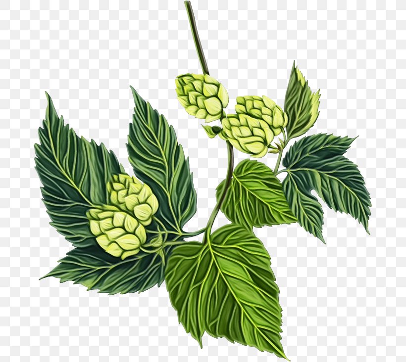 Leaf Humulus Lupulus Plant Flower Branch, PNG, 684x732px, Watercolor, Branch, Flower, Herb, Hops Download Free
