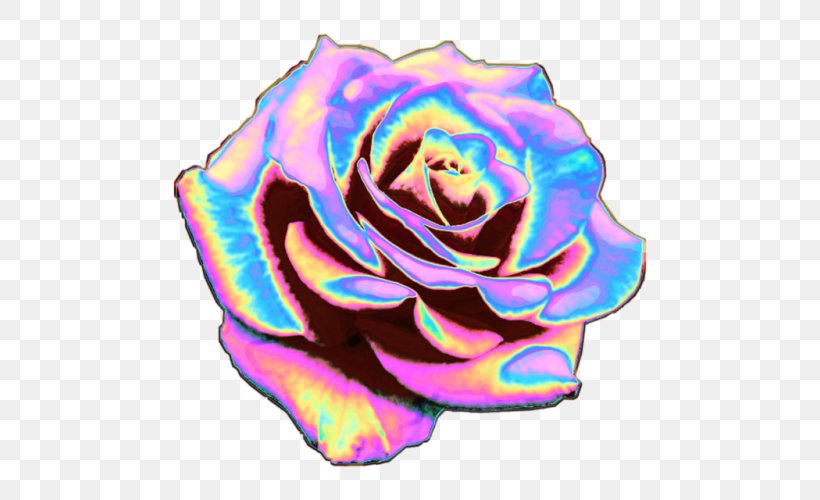Rainbow Rose Garden Roses T-shirt Cabbage Rose Cut Flowers, PNG, 500x500px, Rainbow Rose, Cabbage Rose, Cut Flowers, Flower, Flowering Plant Download Free