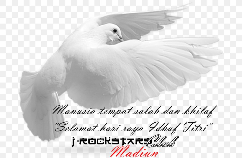 Rockstars Club I Club Madiun Goose Beak Cygnini, PNG, 700x536px, Goose, Beak, Bird, Black And White, Cygnini Download Free