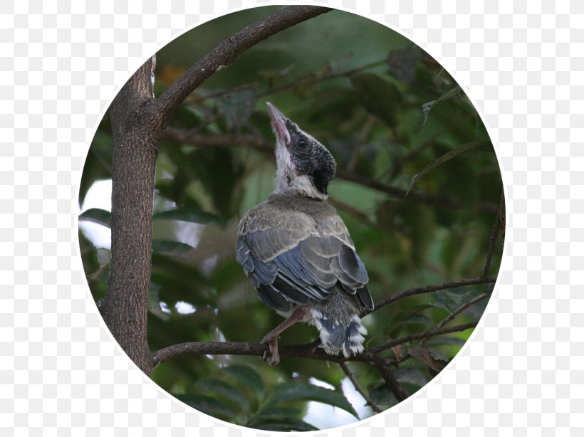 Blue Jay Beak Feather, PNG, 614x614px, Blue Jay, Beak, Bird, Branch, Fauna Download Free