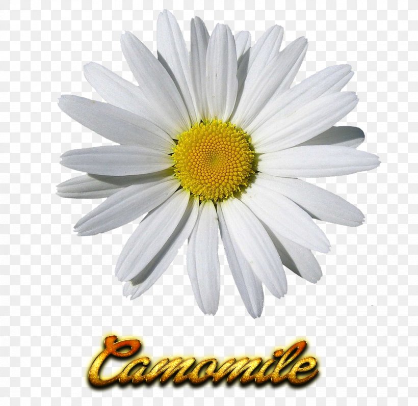 Clip Art Chamomile Image Openclipart, PNG, 1227x1193px, Chamomile, Aster, Chamaemelum Nobile, Chrysanths, Daisy Download Free