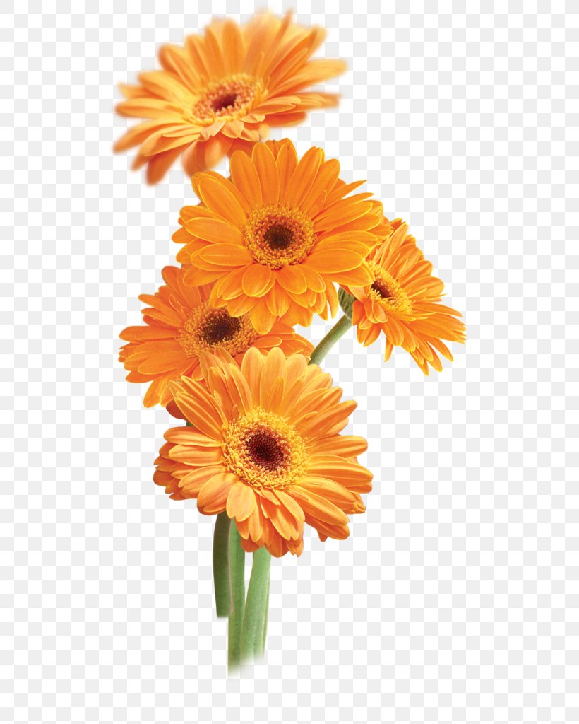 Flower Orange Transparency And Translucency Clip Art, PNG, 510x1024px, Flower, Annual Plant, Blume, Calendula, Chrysanthemum Download Free