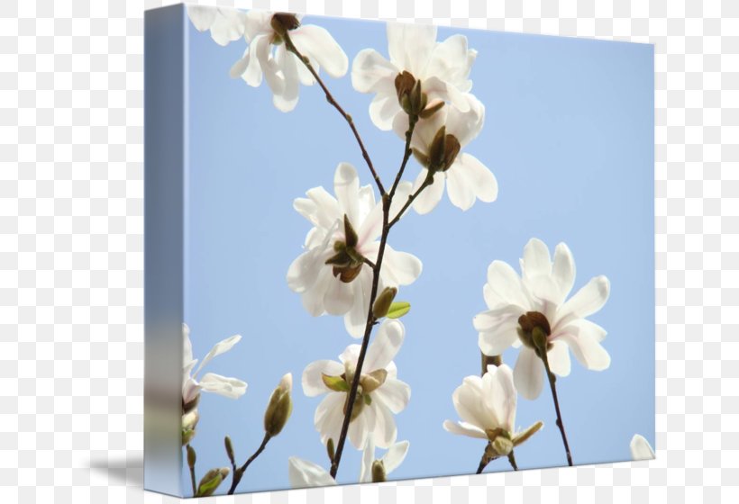 Flower Petal Pollinator ST.AU.150 MIN.V.UNC.NR AD Greeting & Note Cards, PNG, 650x560px, Flower, Baby Shower, Blossom, Branch, Cherry Blossom Download Free