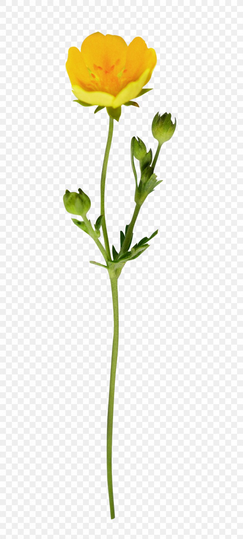 Flower Plant Pedicel Yellow Plant Stem, PNG, 1000x2213px, Flower, Bud, Cut Flowers, Pedicel, Petal Download Free